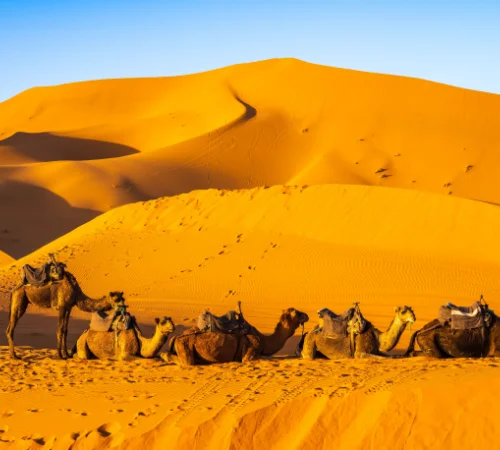 Oman Magic Dunes and Coastline